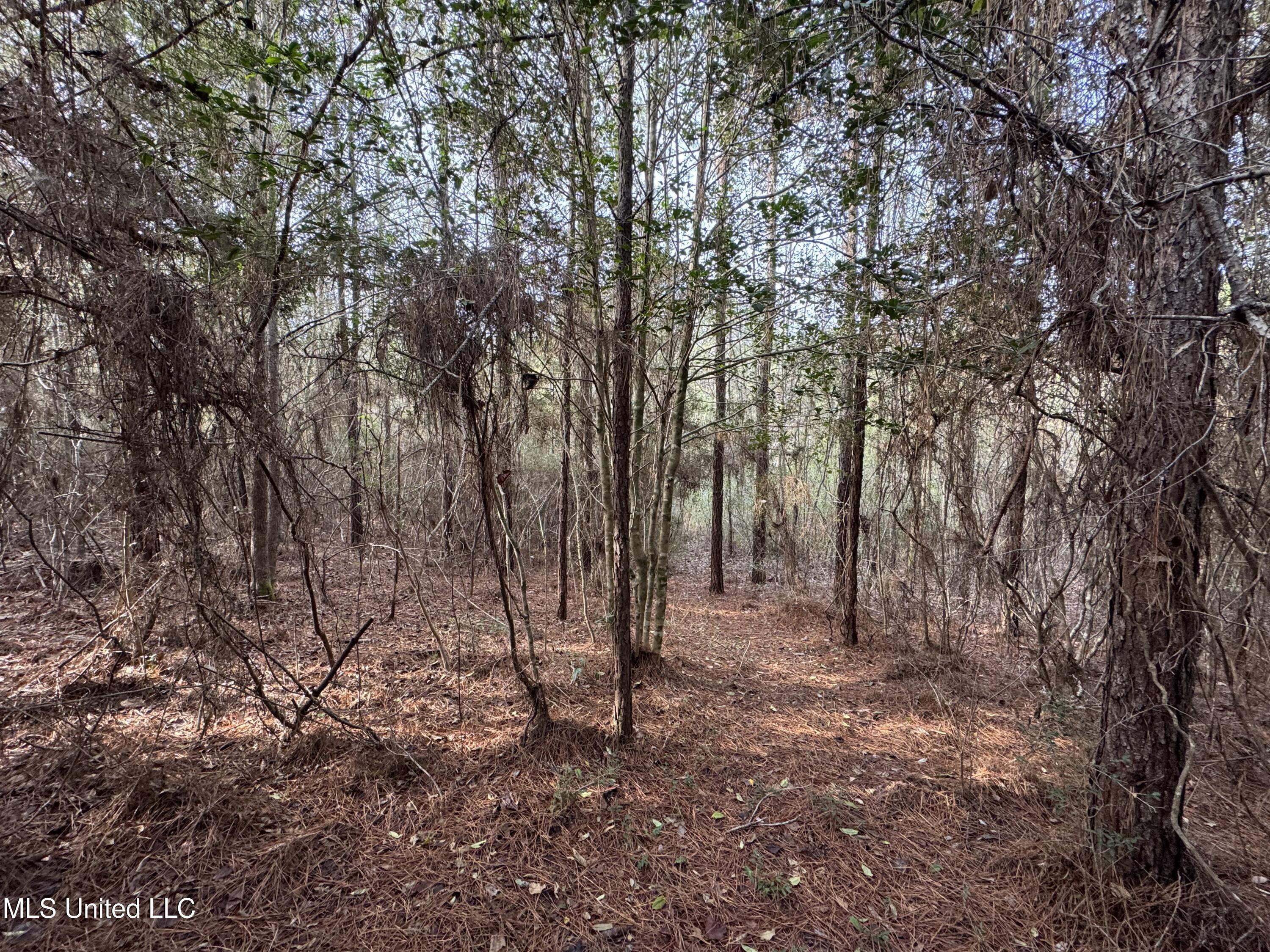 259 Forest Lake Road Beaumont, MS 39423 - Photo 54 of 62 IMG_1563