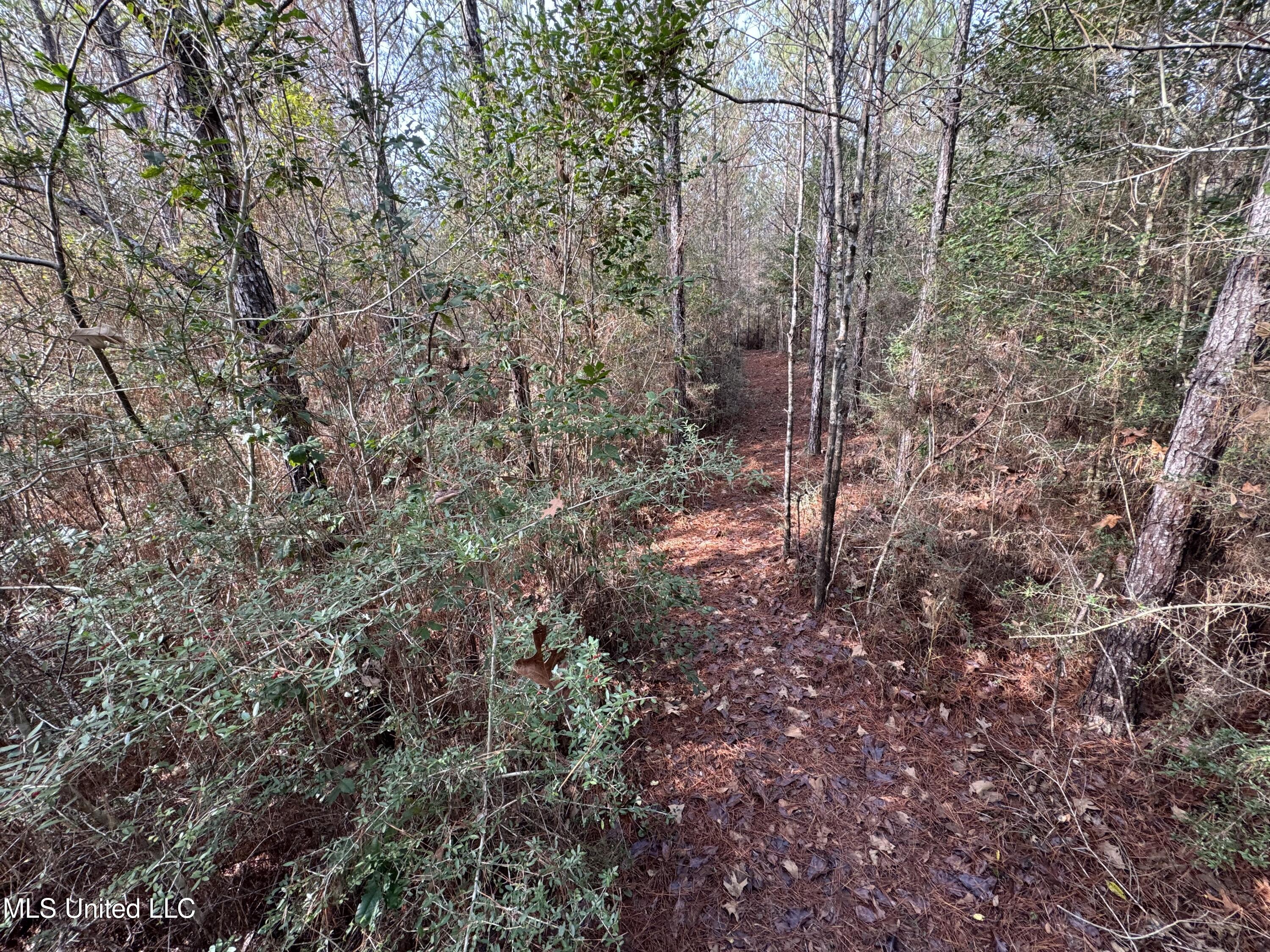 259 Forest Lake Road Beaumont, MS 39423 - Photo 55 of 62 IMG_1558