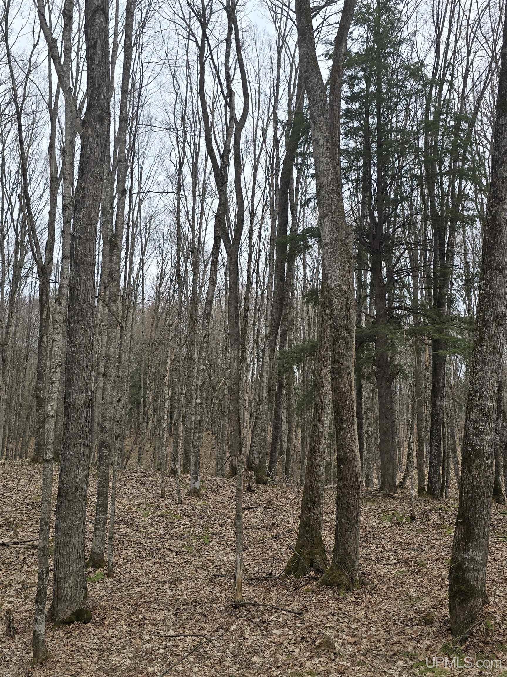 Tbd Orange Road, Unit TBD BLUE ROAD Pelkie, MI 49952 - Photo 12 of 49