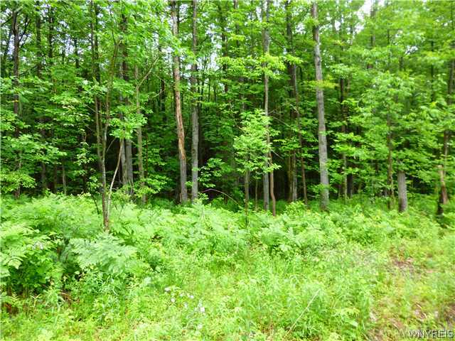 0 Belvidere Road Belfast, NY 14711 - Photo 1 of 1 Land