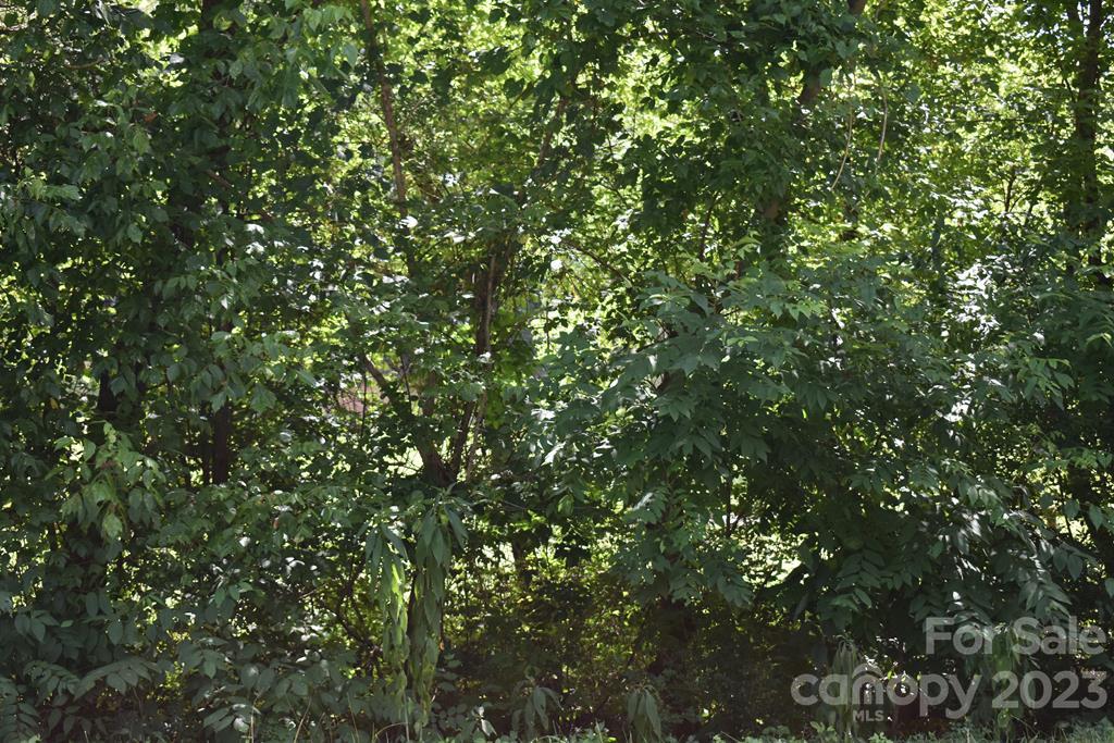a view of a tree