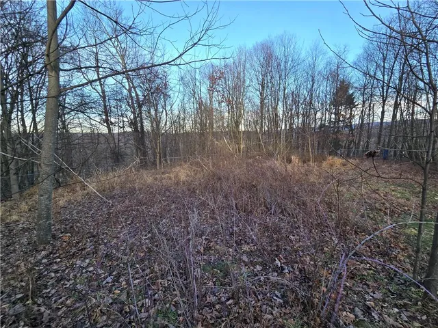 a view of a forest with large trees