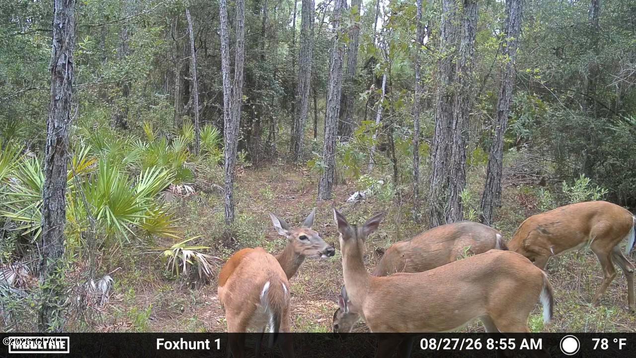 0 Fox Hunt Road Chipley, FL 32428 - Photo 8 of 20 Gallery Image 8