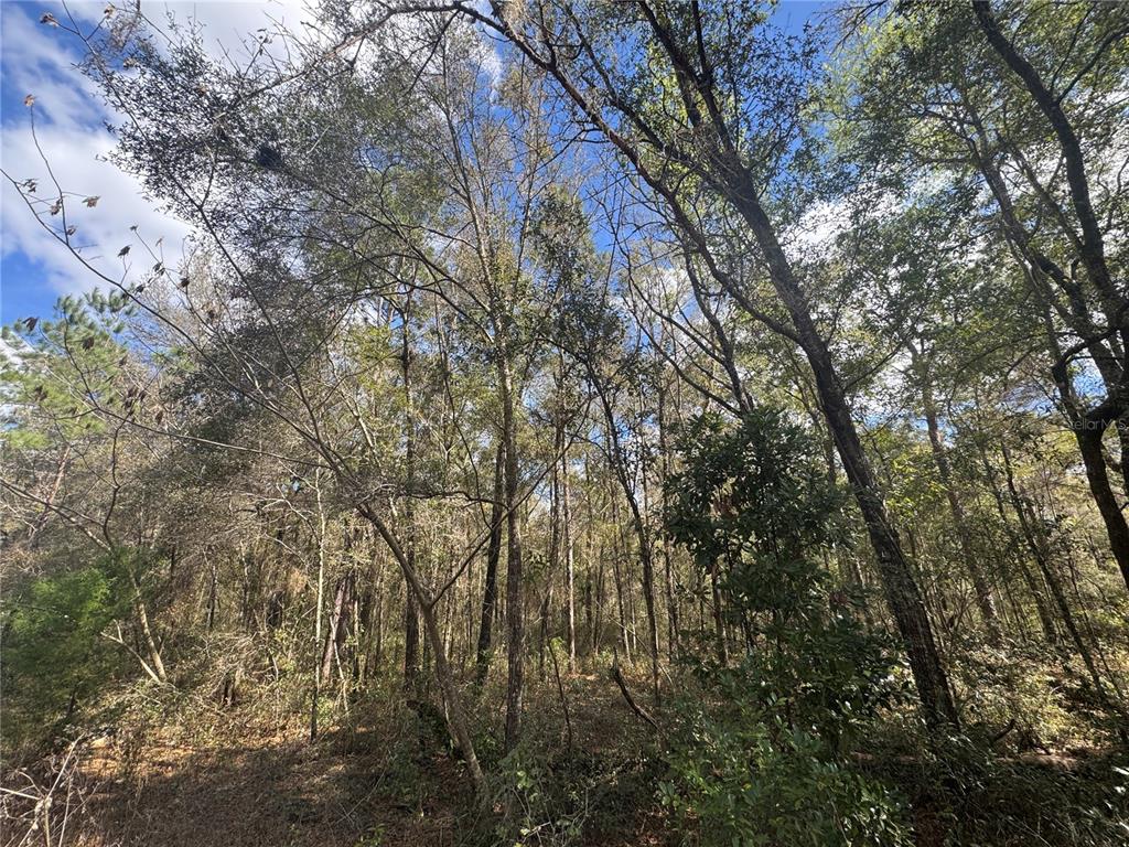 0 Northeast 154 Avenue Williston, FL 32696 - Photo 2 of 4