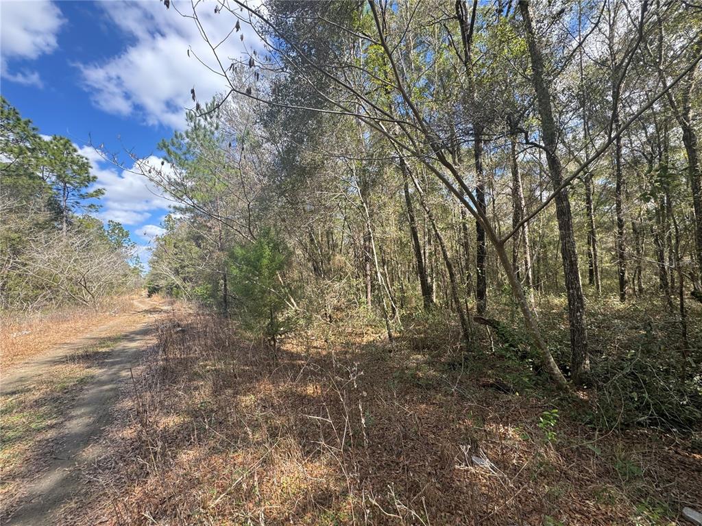 0 Northeast 154 Avenue Williston, FL 32696 - Photo 3 of 4 a view of forest