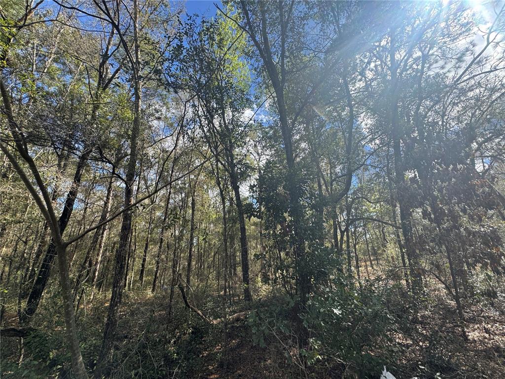 0 Northeast 154 Avenue Williston, FL 32696 - Photo 4 of 4