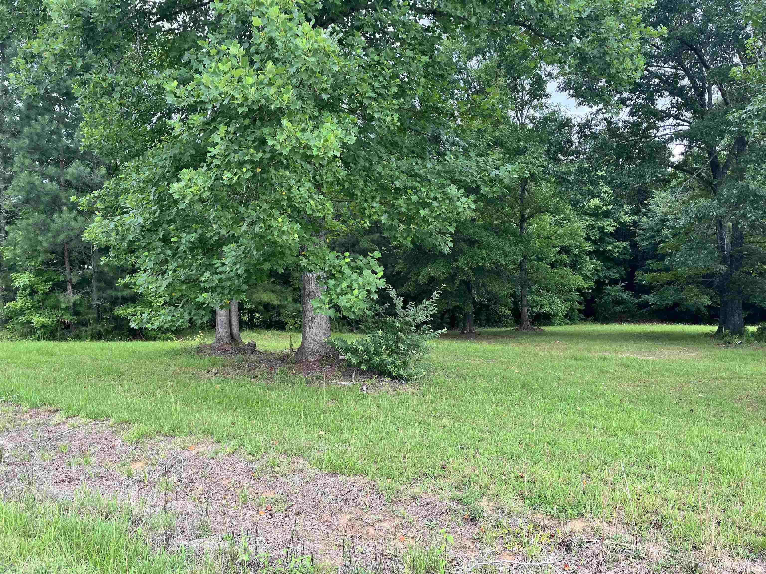 165 Bella Russell Road Manson, NC 27553 - Photo 7 of 7 a view of a garden with a tree