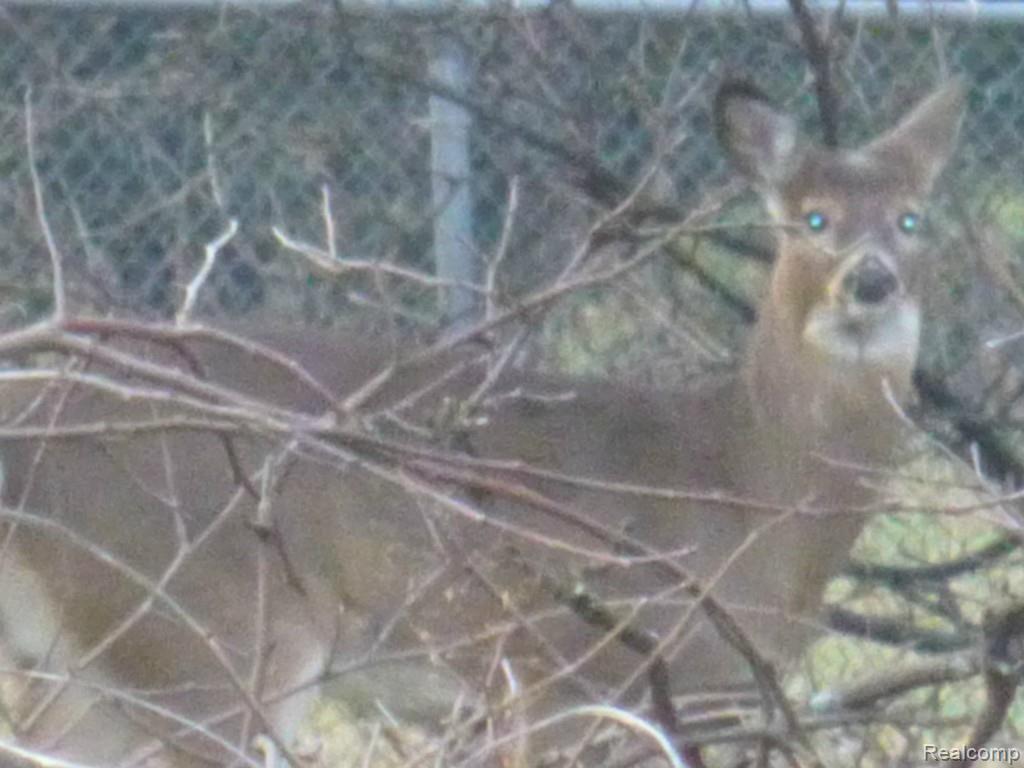 751 Trinway Road Troy, MI 48085 - Photo 28 of 29 Meet the new neighbors up close :)