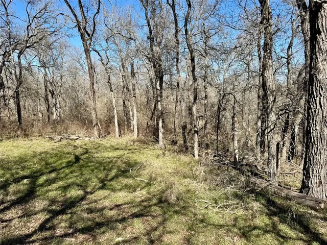 a view of tree in the yard
