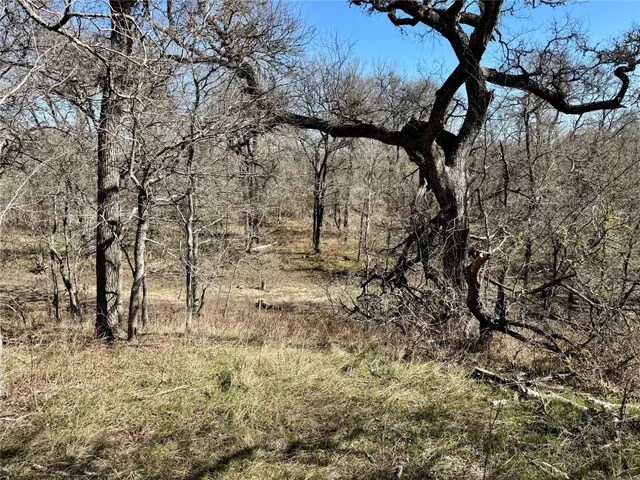 a view of tree in the yard