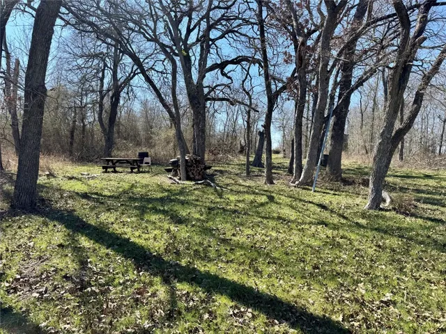 a view of a trees with a tree
