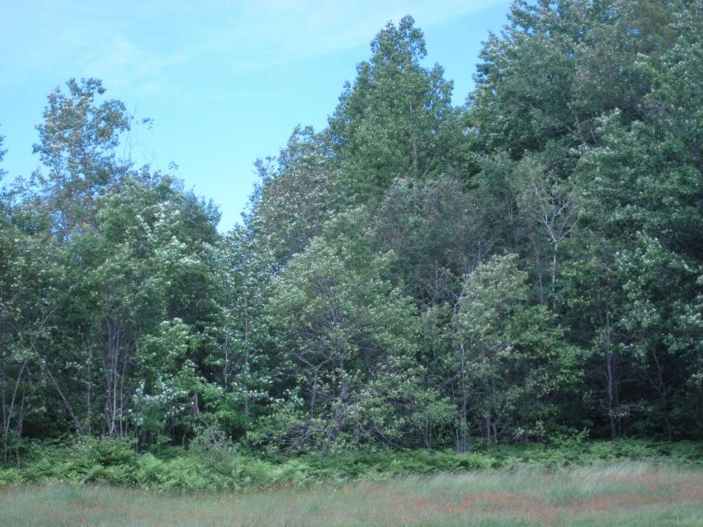 5117 Sunset Trail Road Northeast Kalkaska, MI 49646 - Photo 24 of 35 1829406-23.JPG