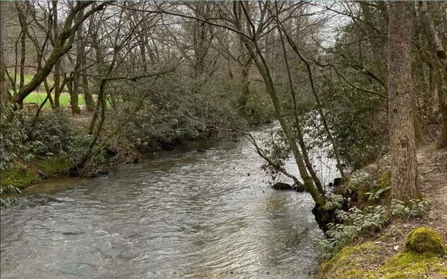 a view of a yard with plants and trees