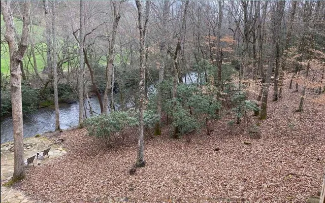 a view of a forest with trees