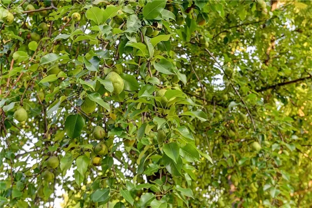 $475,000 | 14587 166th Street, Bonner Springs, KS 66012