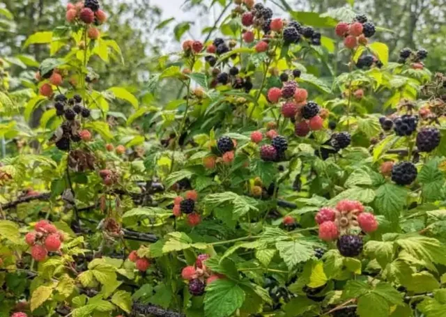 $475,000 | 14587 166th Street, Bonner Springs, KS 66012