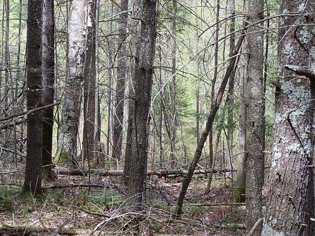 Lot 17 Sand Lake Road Mercer, WI 54547 - Photo 6 of 11 Gallery Image 6
