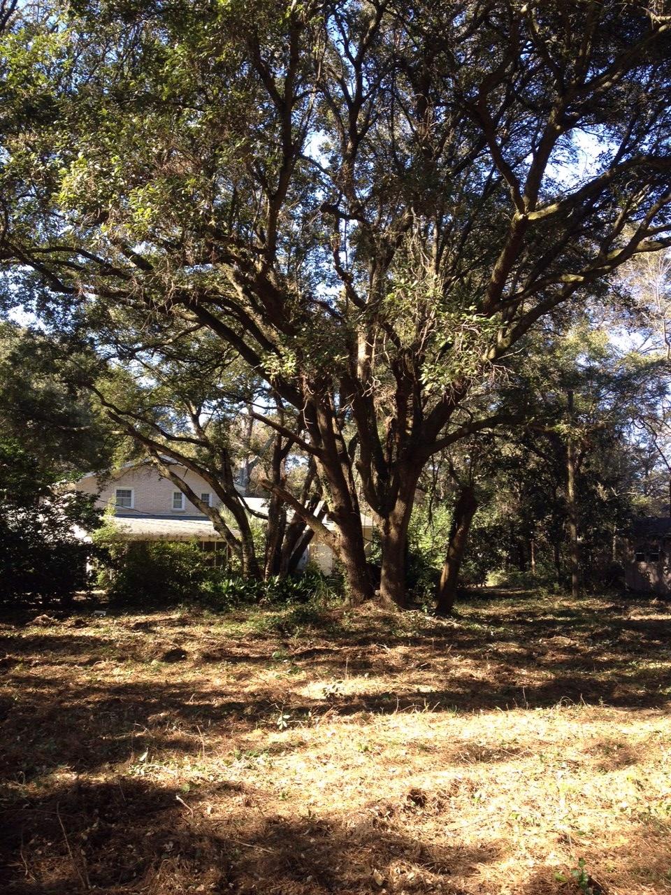 0 Leafwood Road Charleston, SC 29412 - Photo 3 of 4 Large Live Oaks