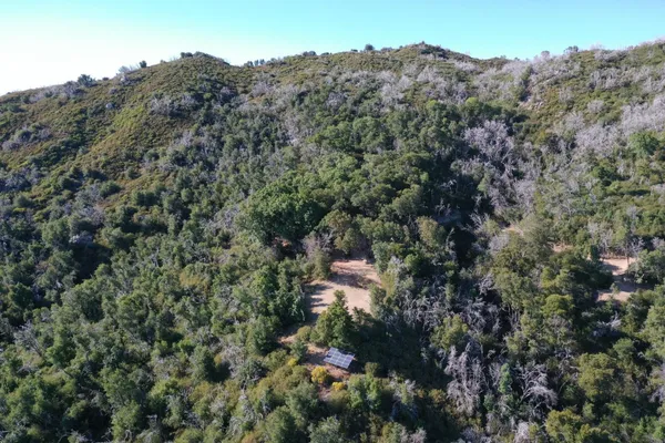 a view of a dry forest