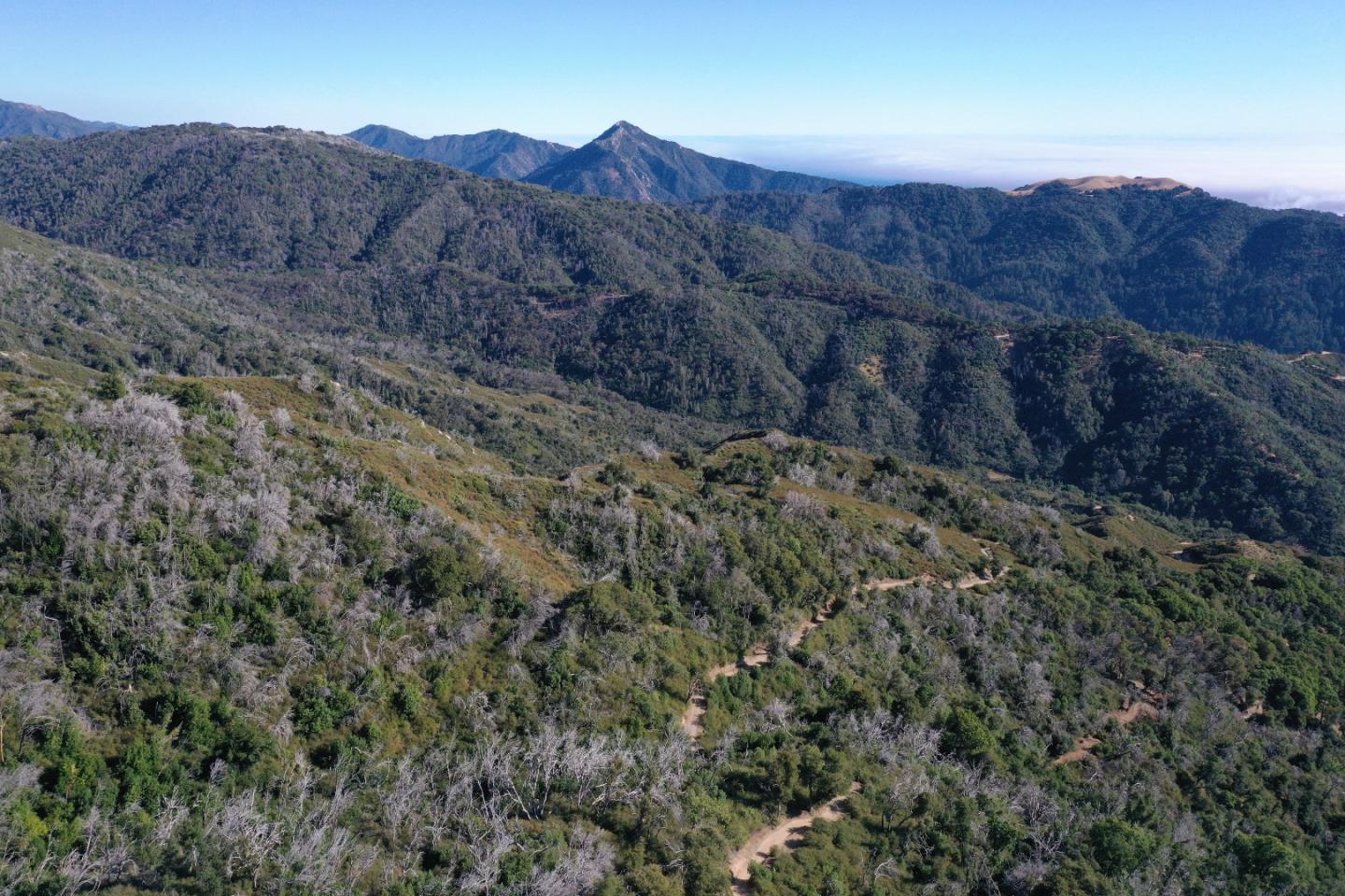 38875 Palo Colorado Road Carmel, CA 93923 - Photo 4 of 11 a view of a dry forest