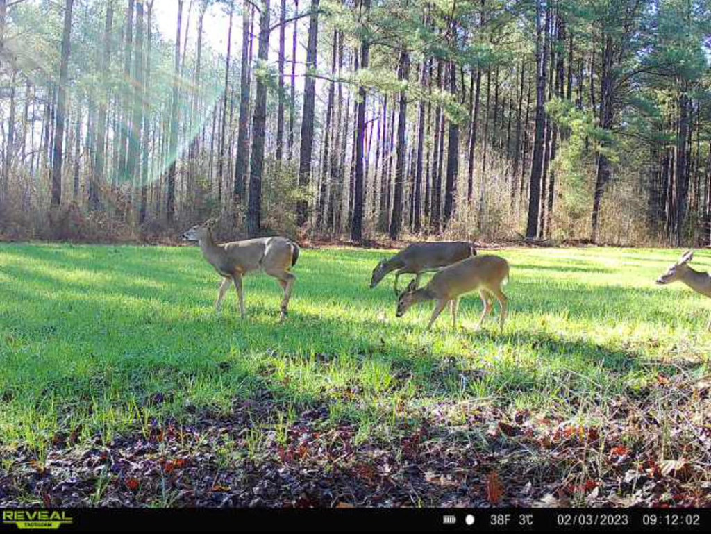 1 Midway Road Wesson, MS 39191 - Photo 2 of 33 Photo 2