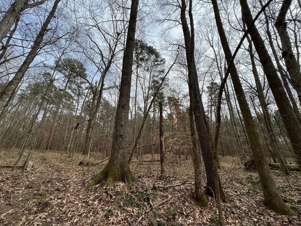 1 Midway Road Wesson, MS 39191 - Photo 4 of 33 Photo 4