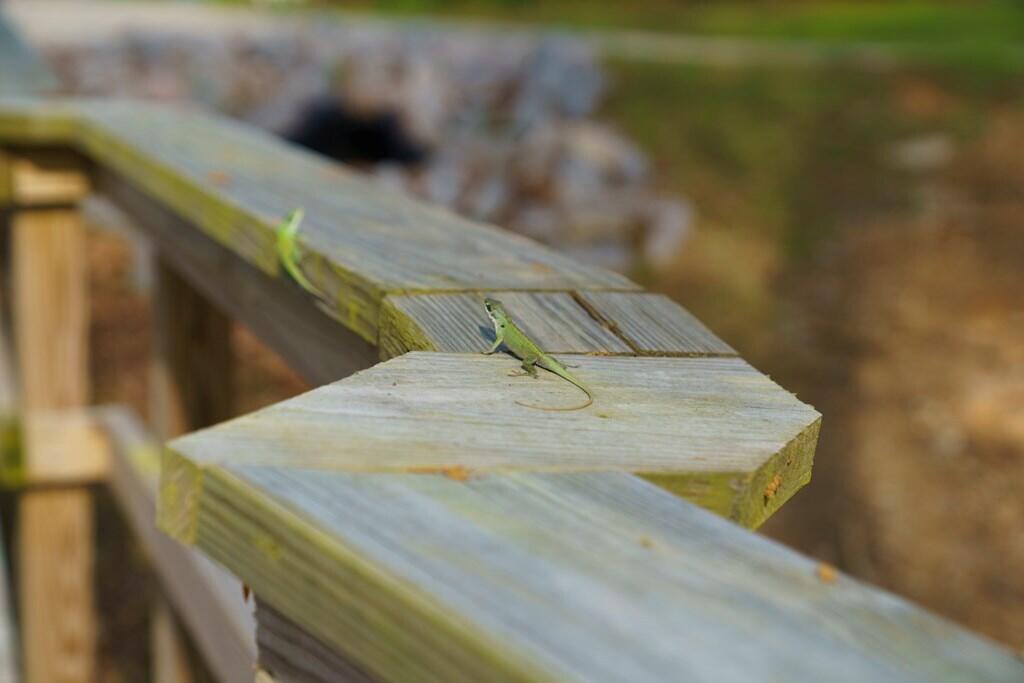 115 Ballard Lane Santee, SC 29142 - Photo 31 of 35 115ballard32