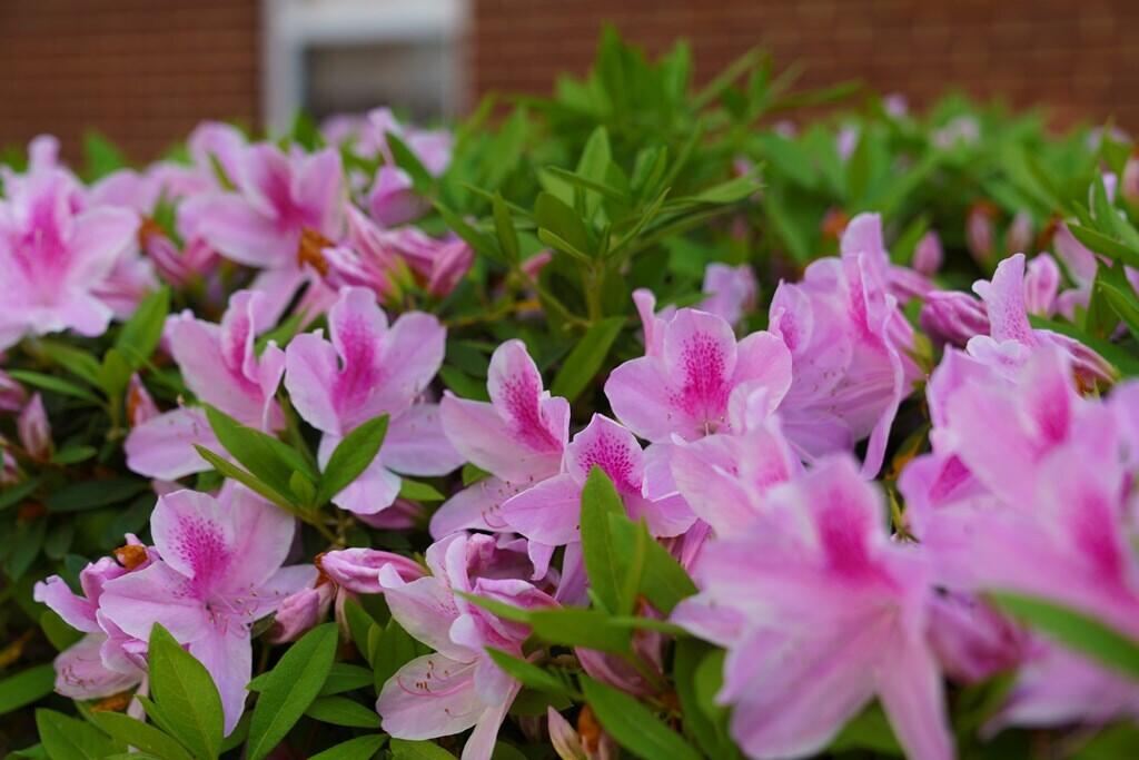 115 Ballard Lane Santee, SC 29142 - Photo 32 of 35 115ballard33