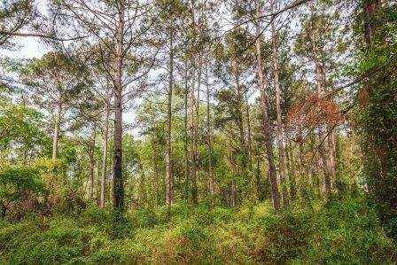 0 Mincey Road, Unit 10 Brooklet, GA 30415 - Photo 1 of 1 Gallery Image 1