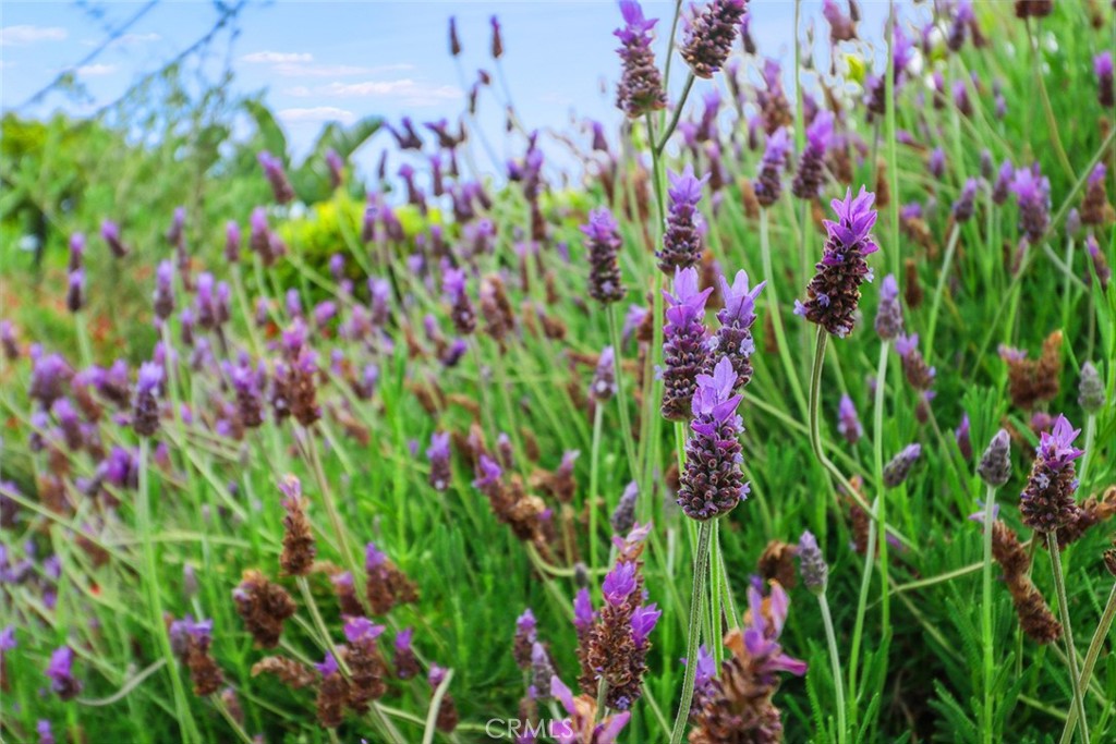 8 West Janss Road Thousand Oaks, CA 91360 - Photo 49 of 52