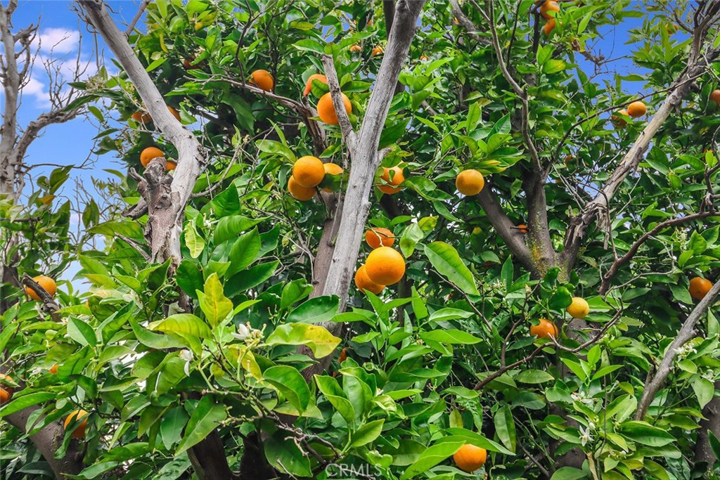 8 West Janss Road Thousand Oaks, CA 91360 - Photo 51 of 52