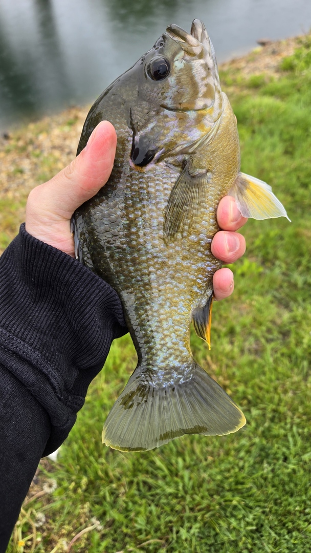 3197 South Baileyville Road Freeport, IL 61032 - Photo 68 of 74