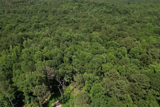 a view of a lush green forest