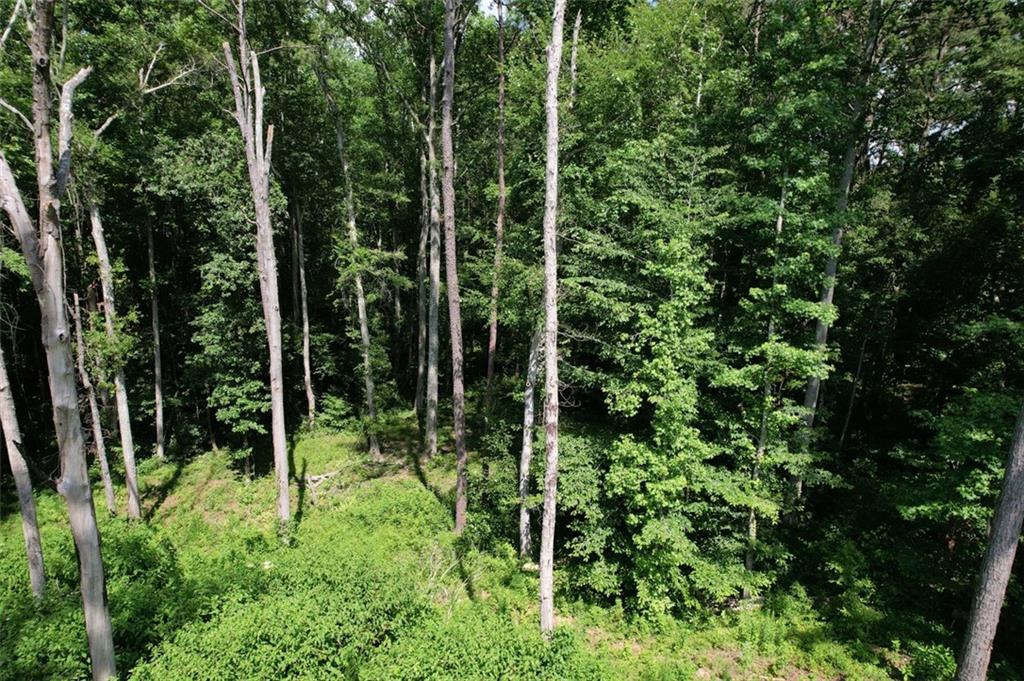 300 Speight Road Temple, GA 30179 - Photo 3 of 11 a view of forest