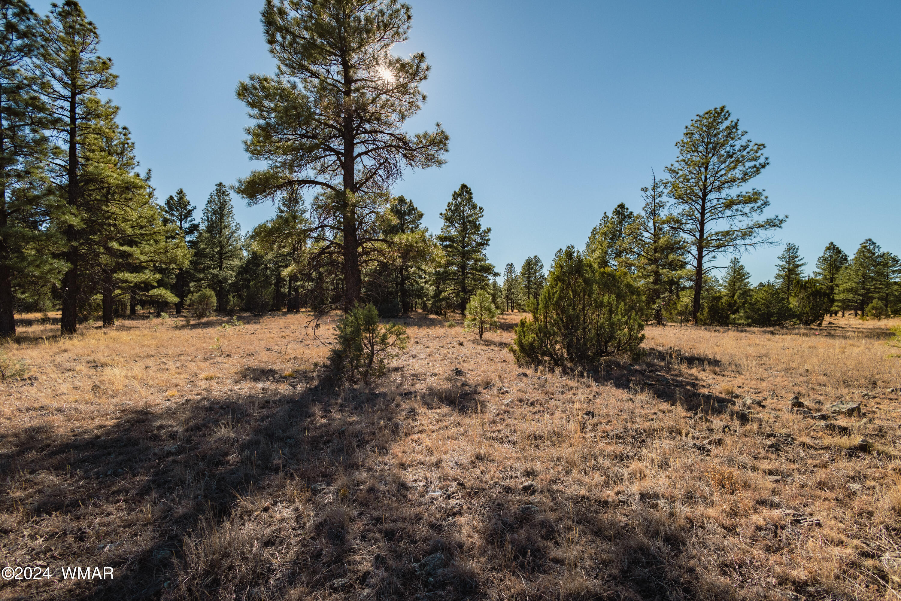 39 H Dynamite Pinetop, AZ 85935 - Photo 6 of 11