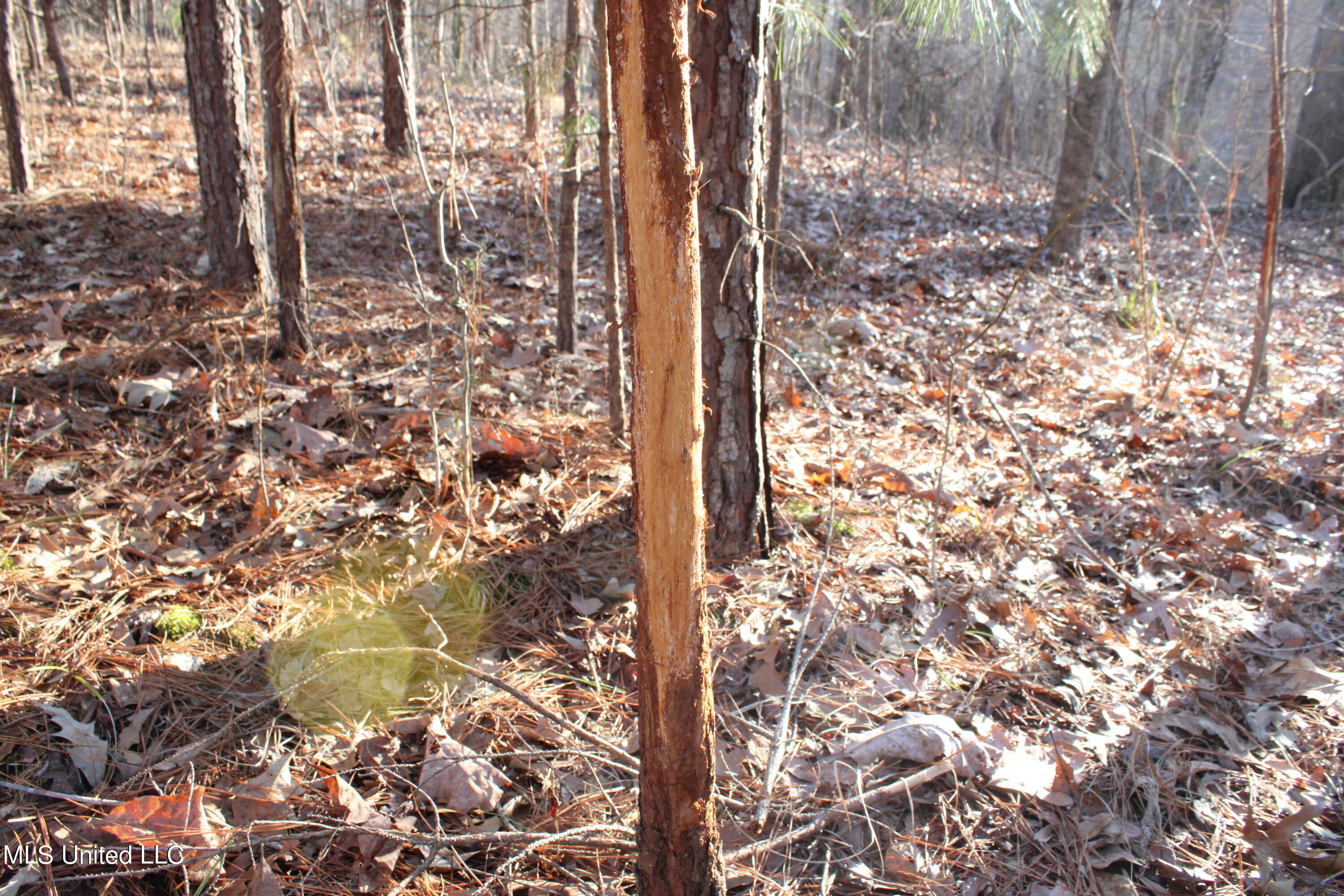 Off Nason Road Road Holcomb, MS 38940 - Photo 3 of 13 IMG_1742