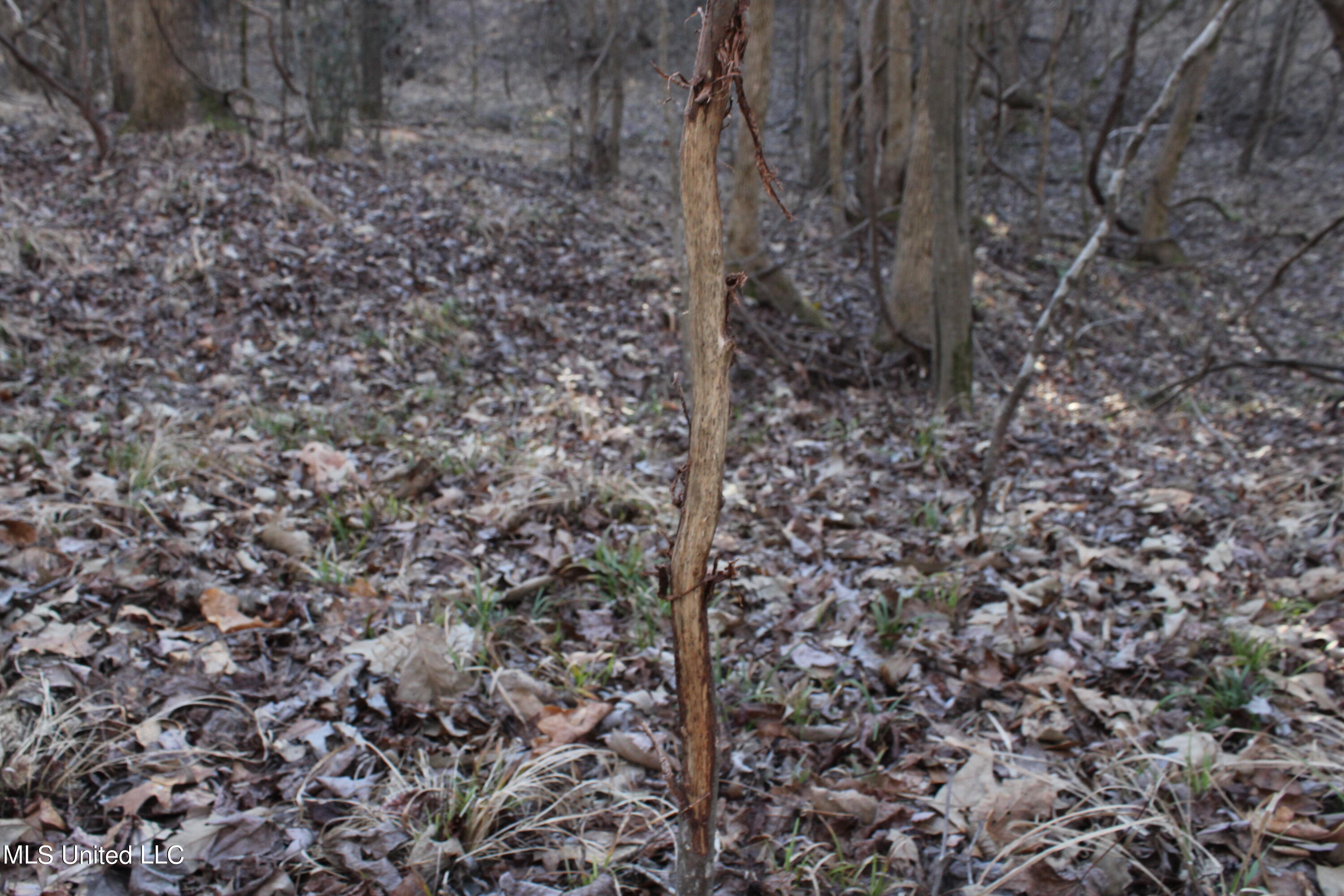 Off Nason Road Road Holcomb, MS 38940 - Photo 5 of 13 IMG_1751