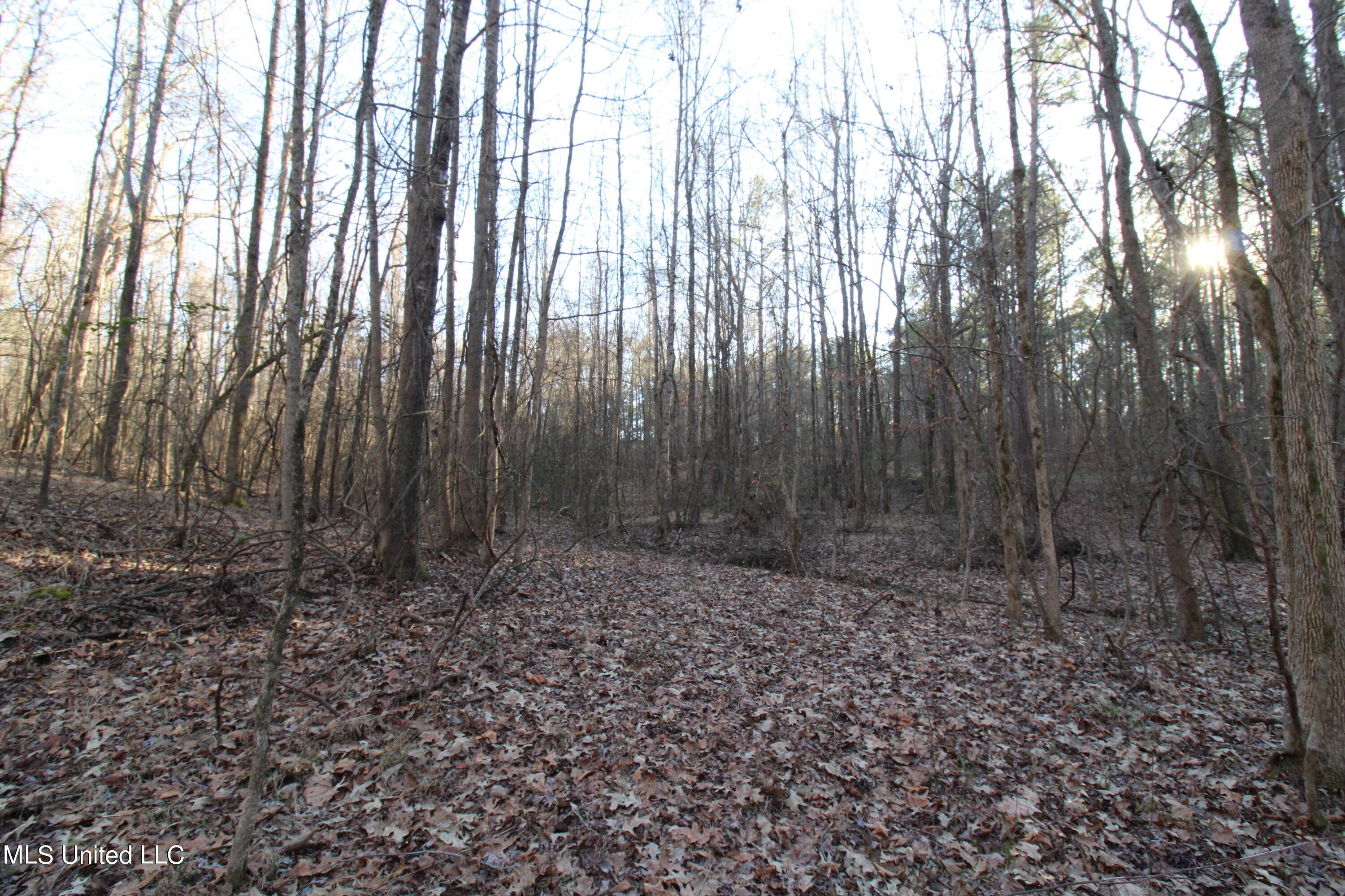 Off Nason Road Road Holcomb, MS 38940 - Photo 6 of 13 IMG_1747