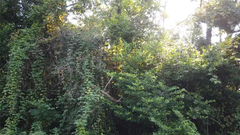 a view of a forest with plants and trees