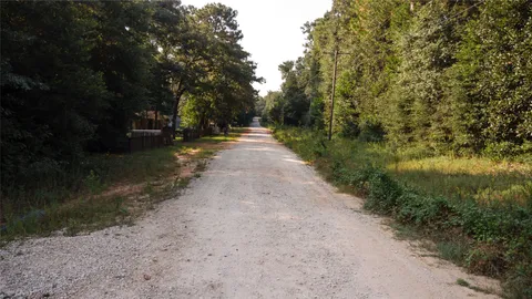 a view of a yard with plants and a large tree