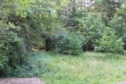 12 Flagg Hill Road Erving, MA 01344 - Photo 4 of 8 a view of a lush green forest