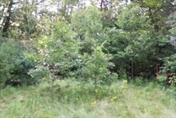 12 Flagg Hill Road Erving, MA 01344 - Photo 5 of 8 a view of a lush green forest with large trees