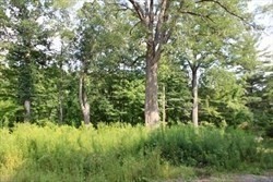 12 Flagg Hill Road Erving, MA 01344 - Photo 7 of 8 a view of a lush green forest