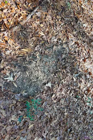 $833,488 | 3 La Highway, Amite, LA 70422