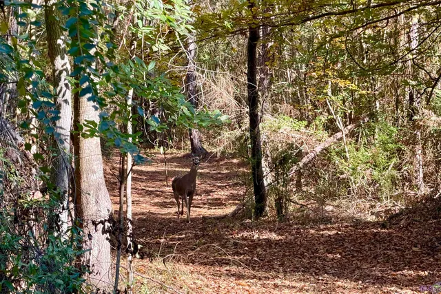 $859,900 | 3 La Highway, Amite, LA 70422