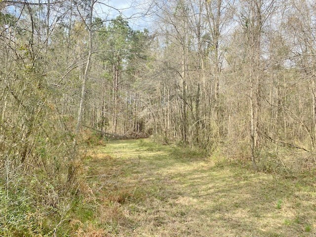 Tbd Union Church Road Tylertown, MS 39667 - Photo 4 of 13 Photo 4