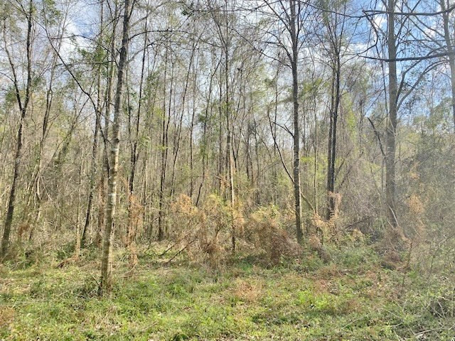 Tbd Union Church Road Tylertown, MS 39667 - Photo 9 of 13 Photo 9