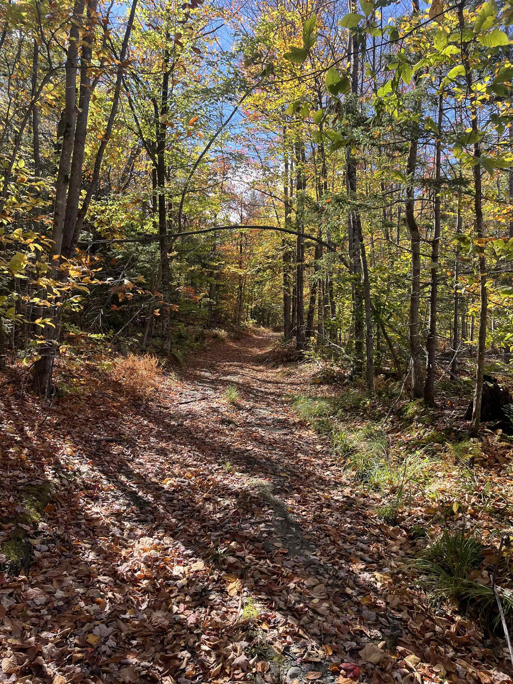 0 Messier Hill Road Roxbury, VT 05669 - Photo 7 of 26 Gallery Image 7