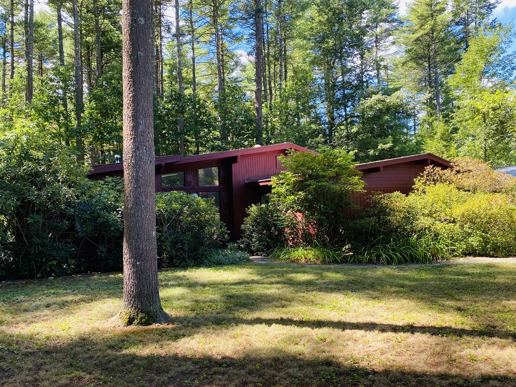 a view of a yard with plants