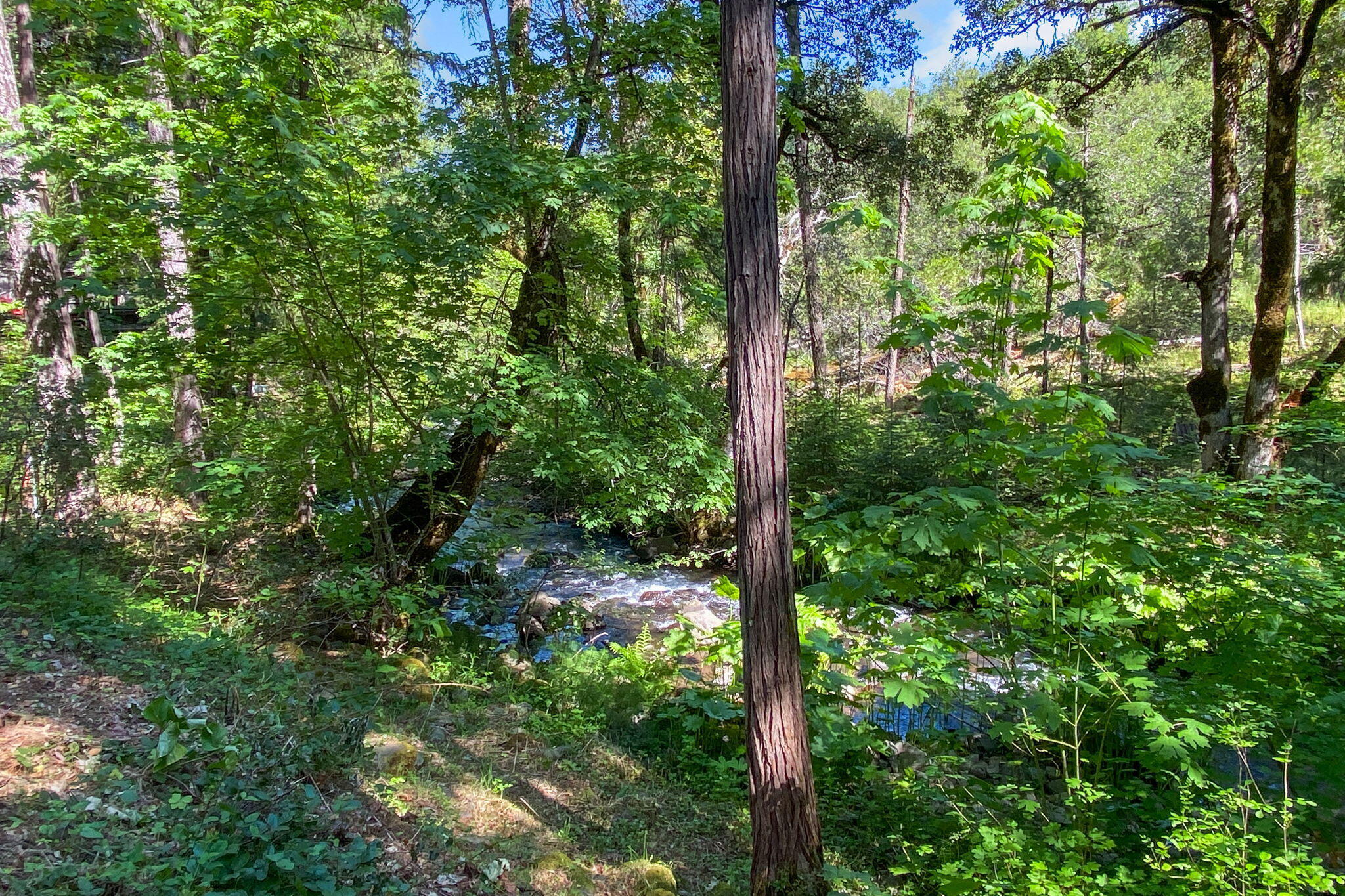 30303 Oak Run To Fern Road Whitmore, CA 96096 - Photo 63 of 75 a view of a lush green forest